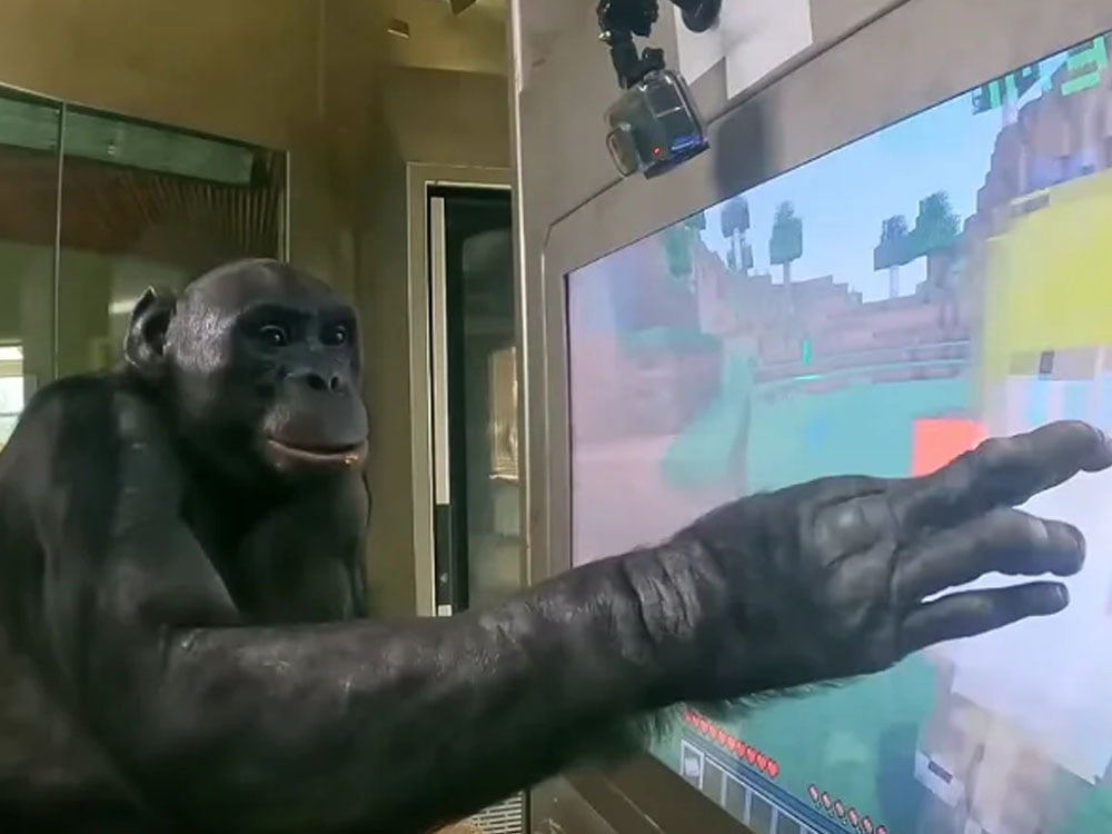 Cuplikan saat seekor monyet main game Minecraft. (photo/dok.Youtube/ChrisDaCow)
